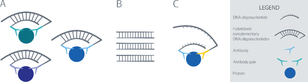 olink proteomics